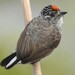White-barred Piculet - Photo (c) Eduardo Luis Beltrocco, some rights reserved (CC BY-NC), uploaded by Eduardo Luis Beltrocco
