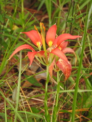 Lilium catesbaei
