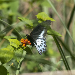 Papilio polymnestor