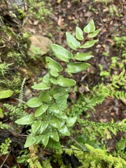 Pellaea cordifolia