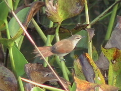 Certhiaxis cinnamomeus