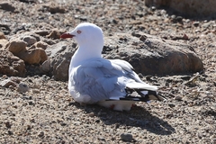 Chroicocephalus novaehollandiae novaehollandiae