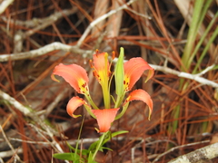 Lilium catesbaei