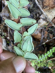 Pellaea cordifolia