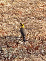 Colaptes campestris campestris