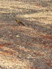 Colaptes campestris campestris