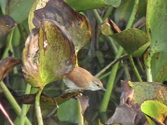 Certhiaxis cinnamomeus