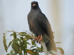 Rostrhamus sociabilis