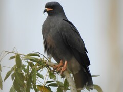 Rostrhamus sociabilis