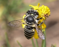 Megachile petulans