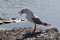 Chroicocephalus novaehollandiae novaehollandiae