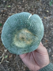 Russula parvovirescens