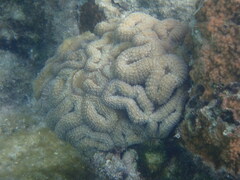 Lobophyllia