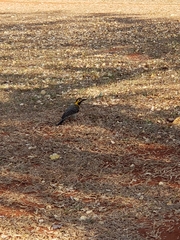 Colaptes campestris campestris