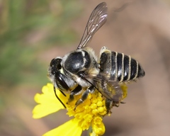 Megachile petulans