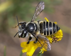 Megachile petulans
