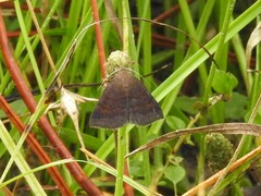 Argyrostrotis deleta