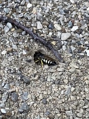 Bicyrtes quadrifasciatus