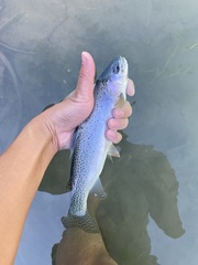 Oncorhynchus clarkii