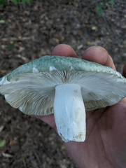 Russula parvovirescens