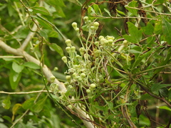 Clematis montevidensis
