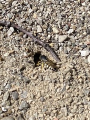 Bicyrtes quadrifasciatus