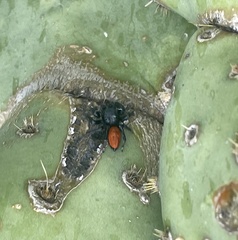 Phidippus ardens