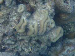 Lobophyllia