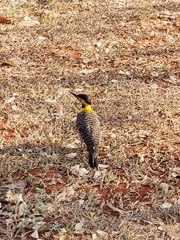 Colaptes campestris campestris