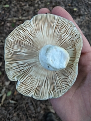 Russula parvovirescens