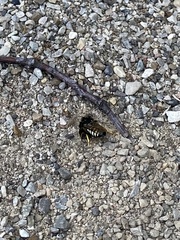 Bicyrtes quadrifasciatus