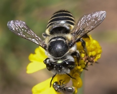Megachile petulans