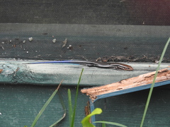 Plestiodon inexpectatus