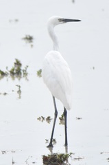 Egretta rufescens