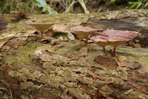 Microporus xanthopus image