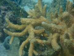 Acropora