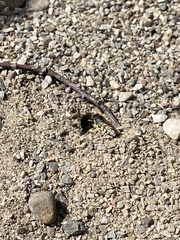 Bicyrtes quadrifasciatus