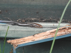 Plestiodon inexpectatus