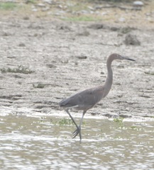 Egretta rufescens