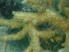 Acropora