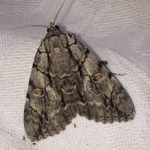 Yellow-Gray Underwing photo 4