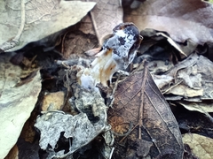 Hypomyces cervinigenus