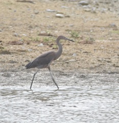 Egretta rufescens
