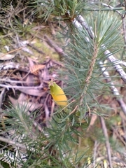 Stenanthera pinifolia