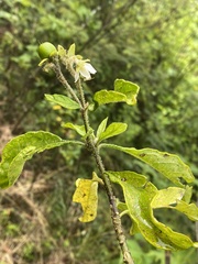 Solanum umbellatum