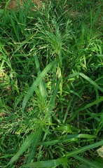 Panicum dichotomiflorum