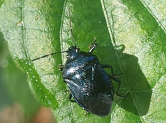 Zicrona caerulea