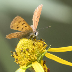 Tharsalea dorcas sangremar