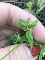 Euphorbia vermiculata
