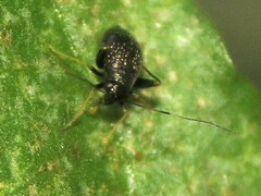 Microtechnites bractatus